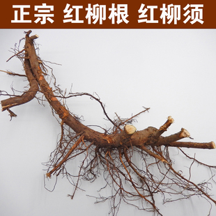 大山河里柳树根垂柳树根红皮柳树根中药材柳树根杨柳根杨柳根