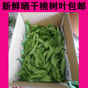 新鲜大山桃树叶中药材毛桃叶 天然嫩桃子叶子 桃叶茶包邮毛桃树叶