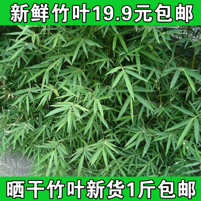 山竹叶竹叶茶新鲜现采现发根茎