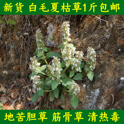 毛夏枯草新货白筋骨草地苦胆草