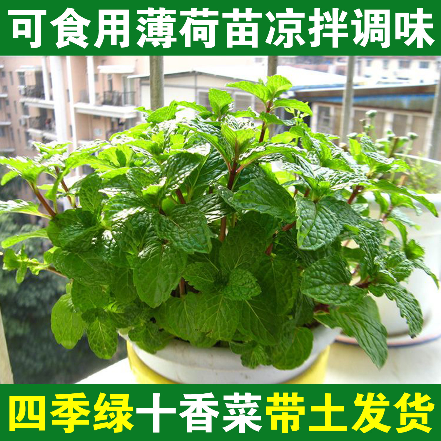留兰香草花香菜鱼香菜食用型河南
