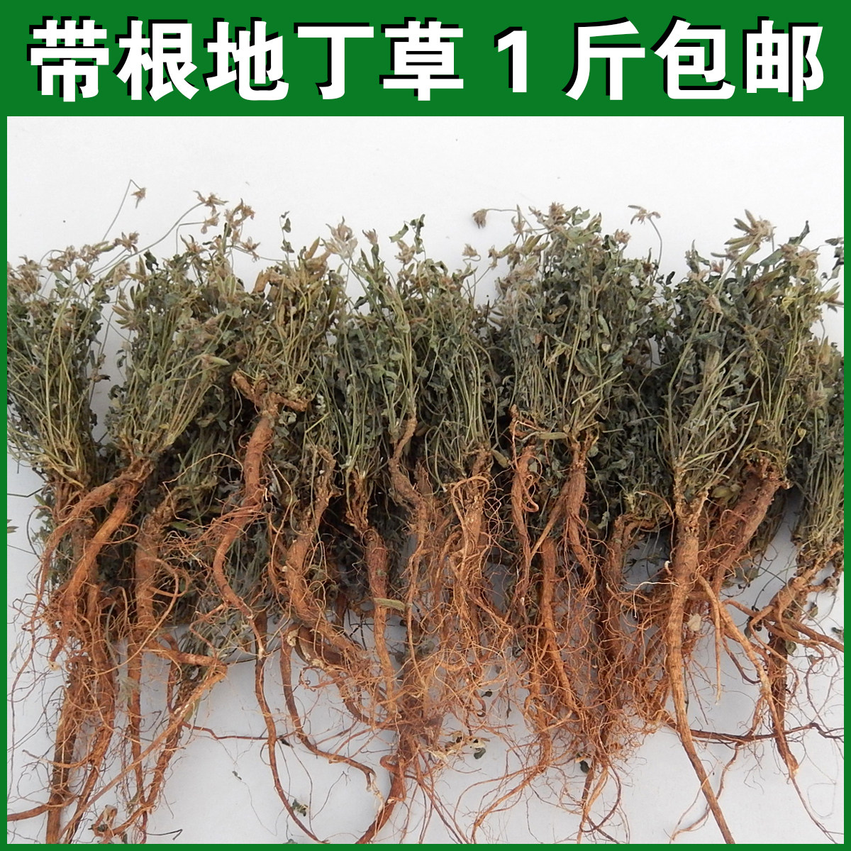 山区甜地丁萝卜地丁紫花地丁草布袋米口袋全草晒干新鲜