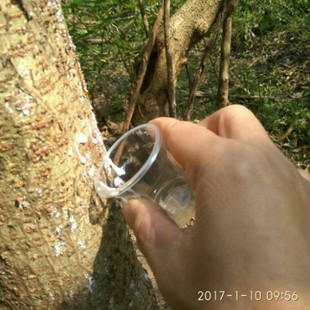包邮野生新鲜 纯构树汁 构乳 古浆树乳汁原汁 乳液 约10ml包邮的