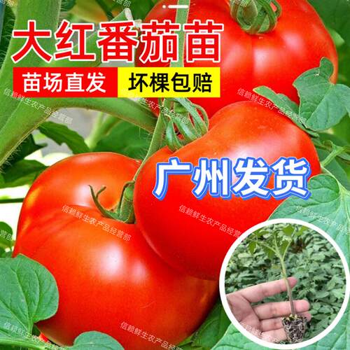 广东大红色番茄苗高产老品种番茄苗红果番茄秧苗阳台庭院带土发货