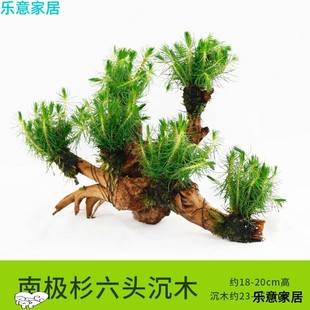 饰懒人水草金钱草水榕红玫瑰沉木水草 三头多头沉木水草鱼缸造景装