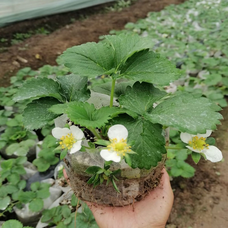 草莓苗精品大苗当年四季开花结果南北方地载阳台种植奶油红草莓 鲜花速递/花卉仿真/绿植园艺 绿植 原图主图