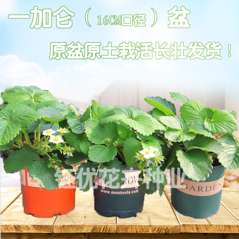 阳台草莓苗盆栽大盆无需换盆红颜奶油真红黑珍珠南北方种植草莓苗