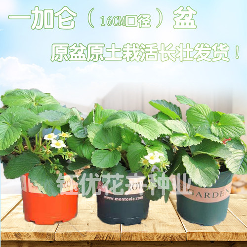 阳台草莓苗盆栽大盆无需换盆红颜奶油真红黑珍珠南北方种植草莓苗