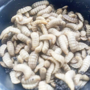 黑水虻活饵活体幼虫鱼饵胶嘴钓鱼用活虫子喂宠物活饵料高蛋白