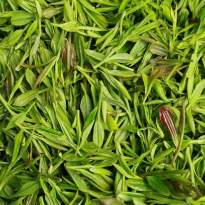 2026年福庆叔叔珍品有机种植【龙井群体种】自家茶园自产自销