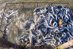 鳗鱼苗大鱼塘混养美洲鳗欧鳗花鳗苗白鳝鱼苗养殖