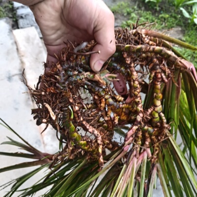 新鲜石菖蒲根九节菖蒲中药材水昌蒲苗须龙根盆栽三奈山奈水培种子