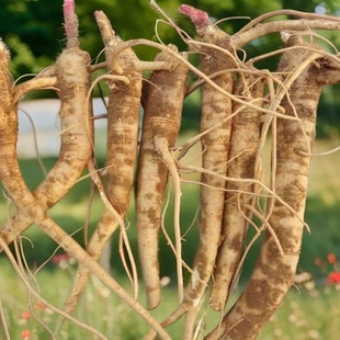 江西现挖红杆商陆根商路干见肿消章柳根牛大黄新鲜土人参山萝卜