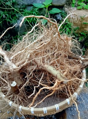 新鲜苍耳草 苍耳子全草带刺痴头芒纯根新鲜苍耳子果苍耳叶子 包邮