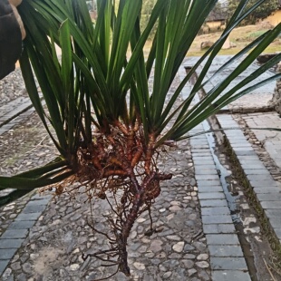 现挖新鲜石菖蒲新鲜石菖蒲根昌蒲水菖蒲九节菖蒲根