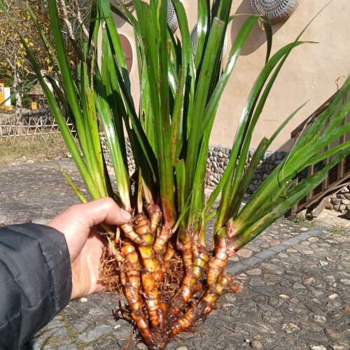 新鲜石菖蒲水培土培绿植盆景龙根苗鱼龟缸造景挺水草水养盆栽绿植