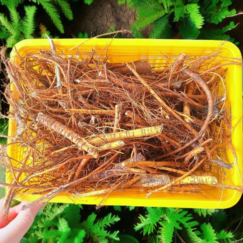 中药材老桑树根桑葚树根老桑根桑蚕树根老桑头桑白皮干品包邮