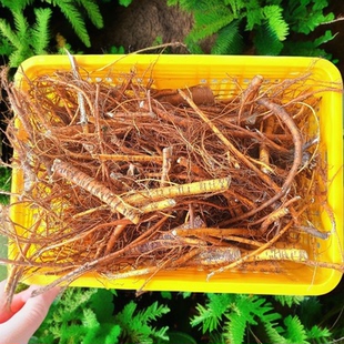 中药材老桑树根桑葚树根老桑根桑蚕树根老桑头桑白皮干品包邮
