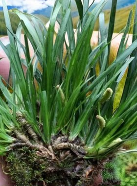 石菖蒲根新鲜石菖蒲根水培花盆栽中草药材种植苗