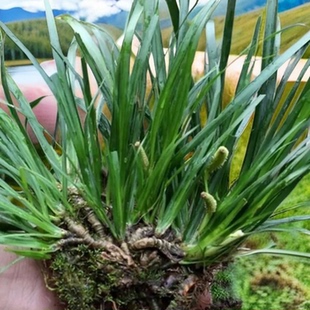 石菖蒲根新鲜石菖蒲根水培花盆栽中草药材种植苗