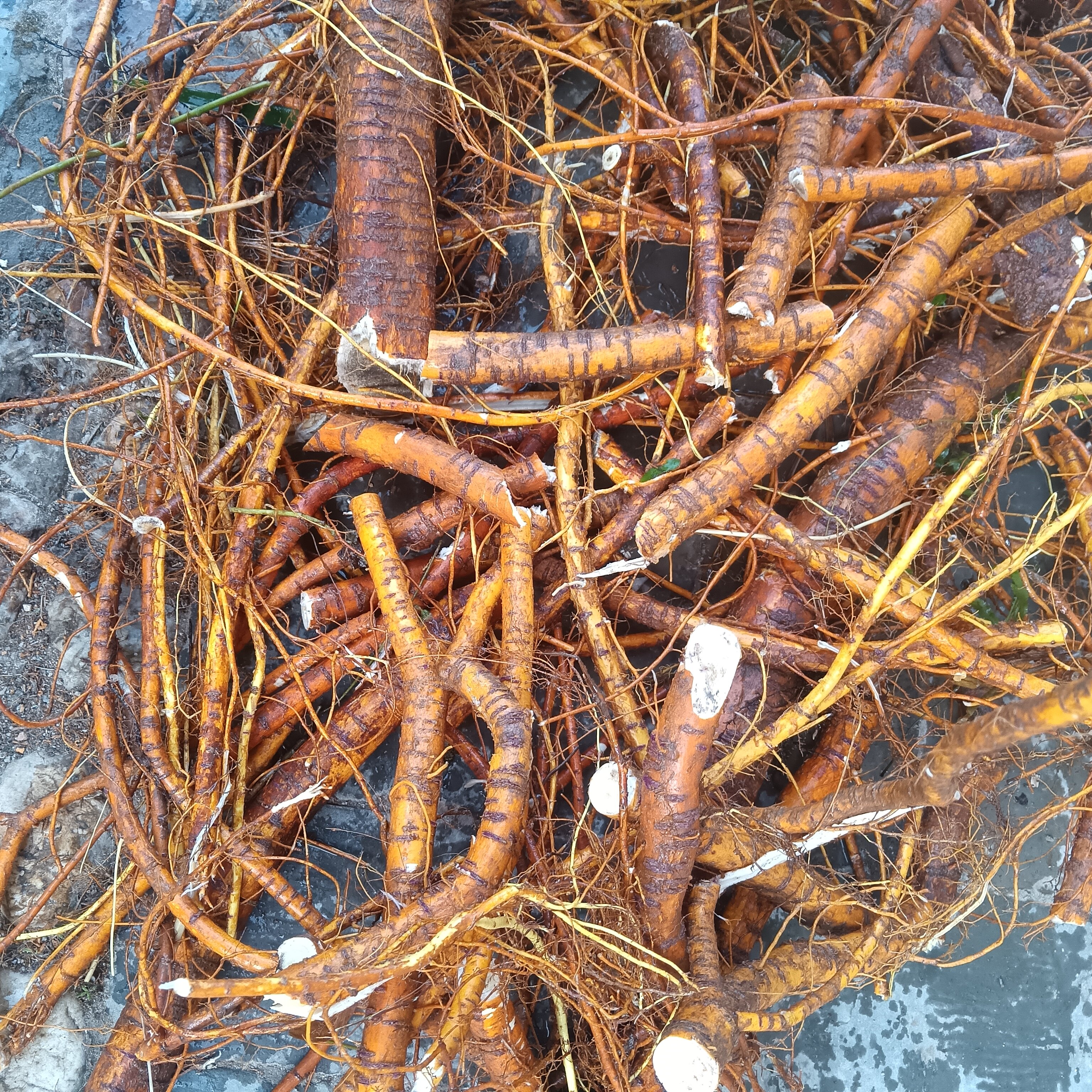 江西特产新鲜现挖食用煲汤桑树根桑根头桑椹树根老桑树根桑白皮