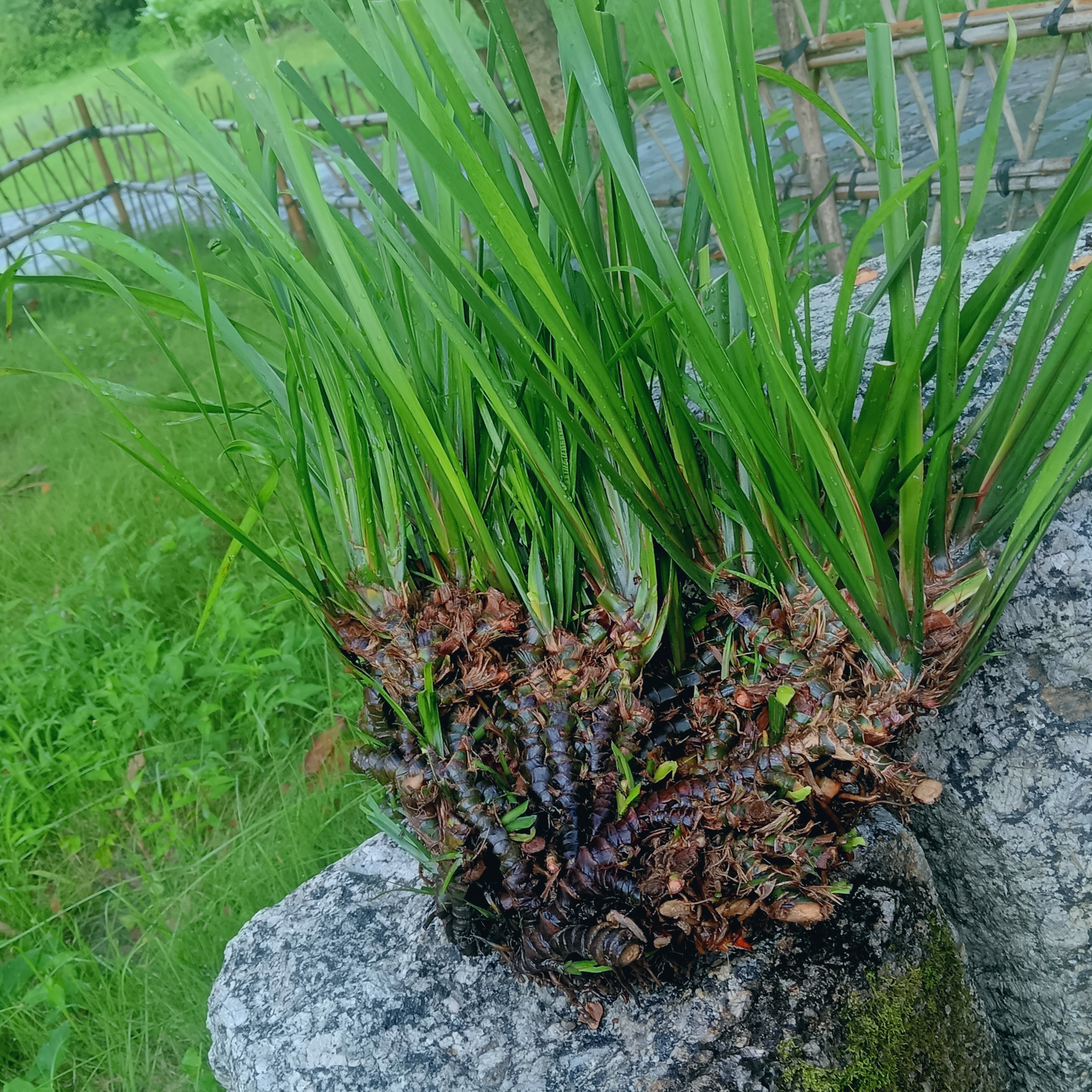 深山石菖蒲菖中药材挂门可盆栽正宗原生态石菖蒲新鲜包邮