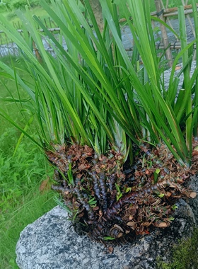 深山石菖蒲菖中药材挂门可盆栽正宗原生态石菖蒲新鲜包邮