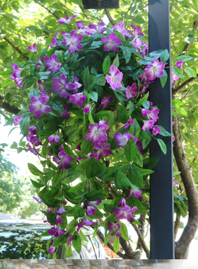 大把束映山红吊花壁挂花叶丰富