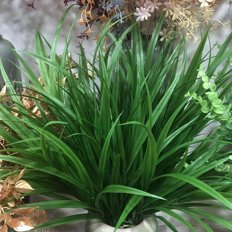 3叉大兰草兰花草线条草秧苗草宽叶洋葱草麦苗禾苗草本植物