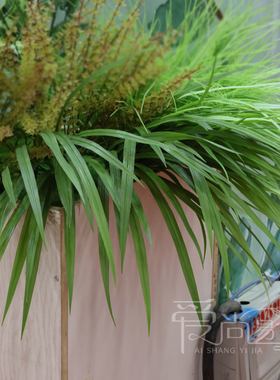 仿真观音草扁叶草麦冬草
