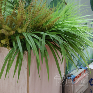 仿真扁叶草秧苗草麦冬草吉祥草观音草菖蒲草塑料草假草线条紫衣草