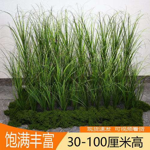 饱满芦苇草单枝颜色正