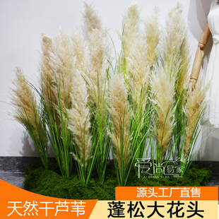 毛毛花毛干草假花天然干芦苇芦花狗尾巴洋葱草芦苇草仿真芦苇造景