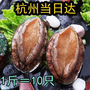 鲍鱼 鲜活10头鲍鱼 火锅烧烤 生鲜市场直供 杭州当日达 甲乙鲜生