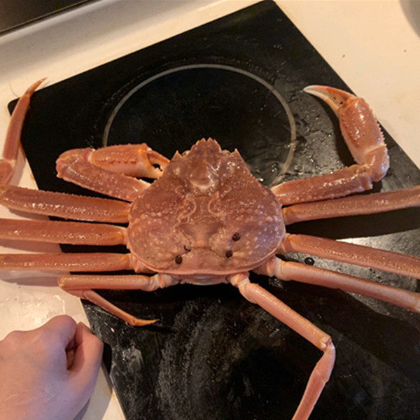 鲜活日本松叶蟹  长脚蟹 板蟹 大螃蟹 杭州海鲜当日2小时闪送