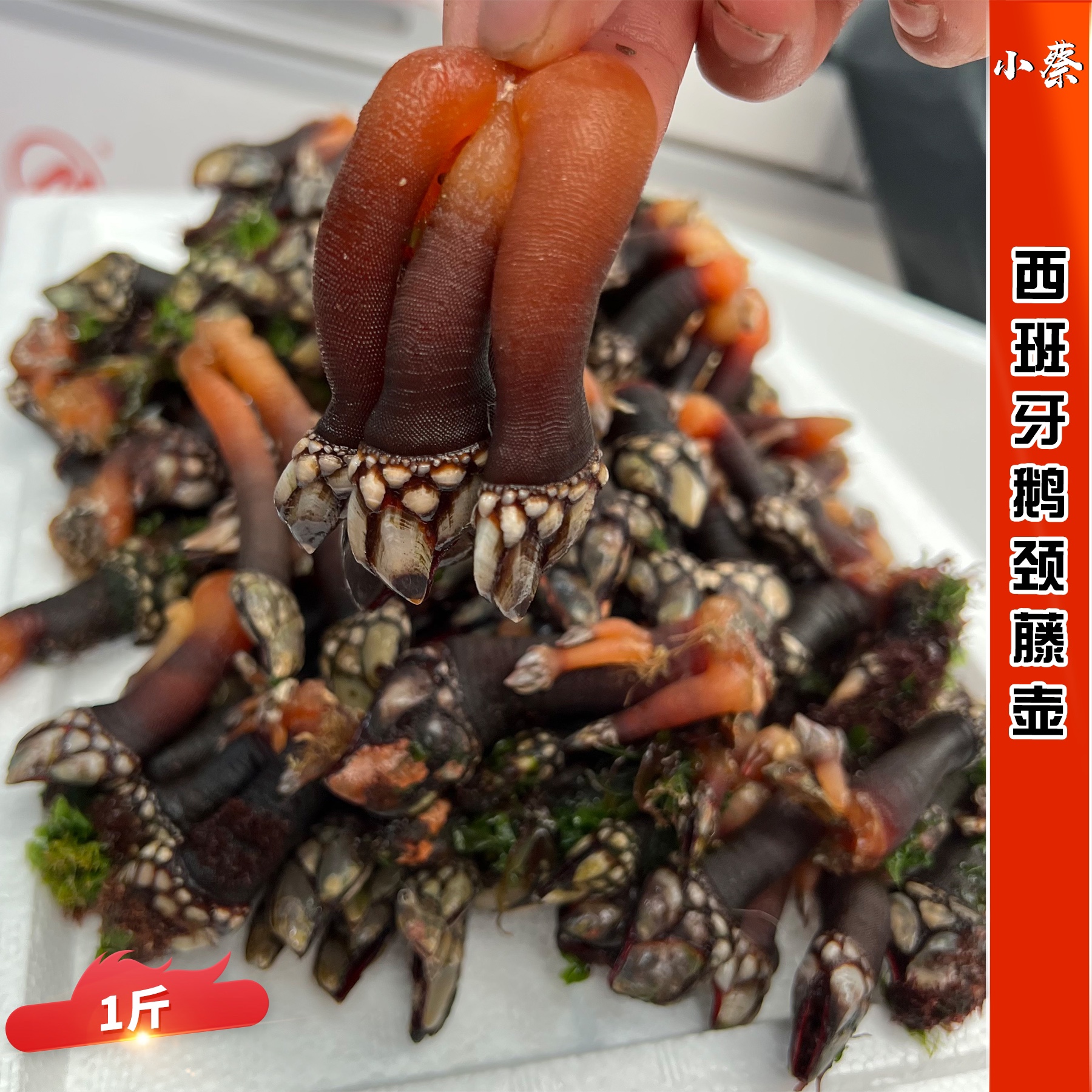 西班牙藤壶海鲜进口鹅颈藤壶 新鲜佛手螺 龟脚鸡爪螺 贝类海螺1斤