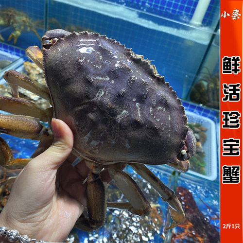 鲜活珍宝蟹海鲜水产长脚蟹帝王蟹面包蟹膏蟹太子蟹2斤/1只