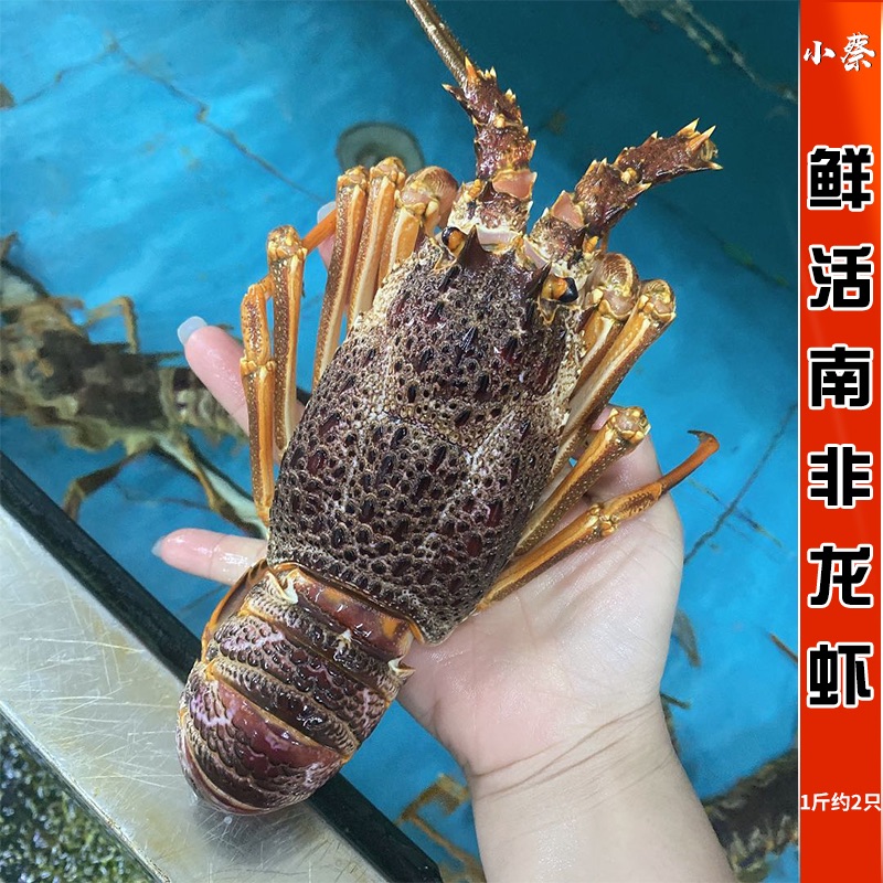 鲜活南非龙野生进口小澳龙海鲜水产红龙超特大澳洲大龙虾1斤/2只