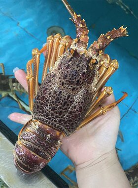 鲜活南非龙野生进口小澳龙海鲜水产红龙超特大澳洲大龙虾1斤/2只