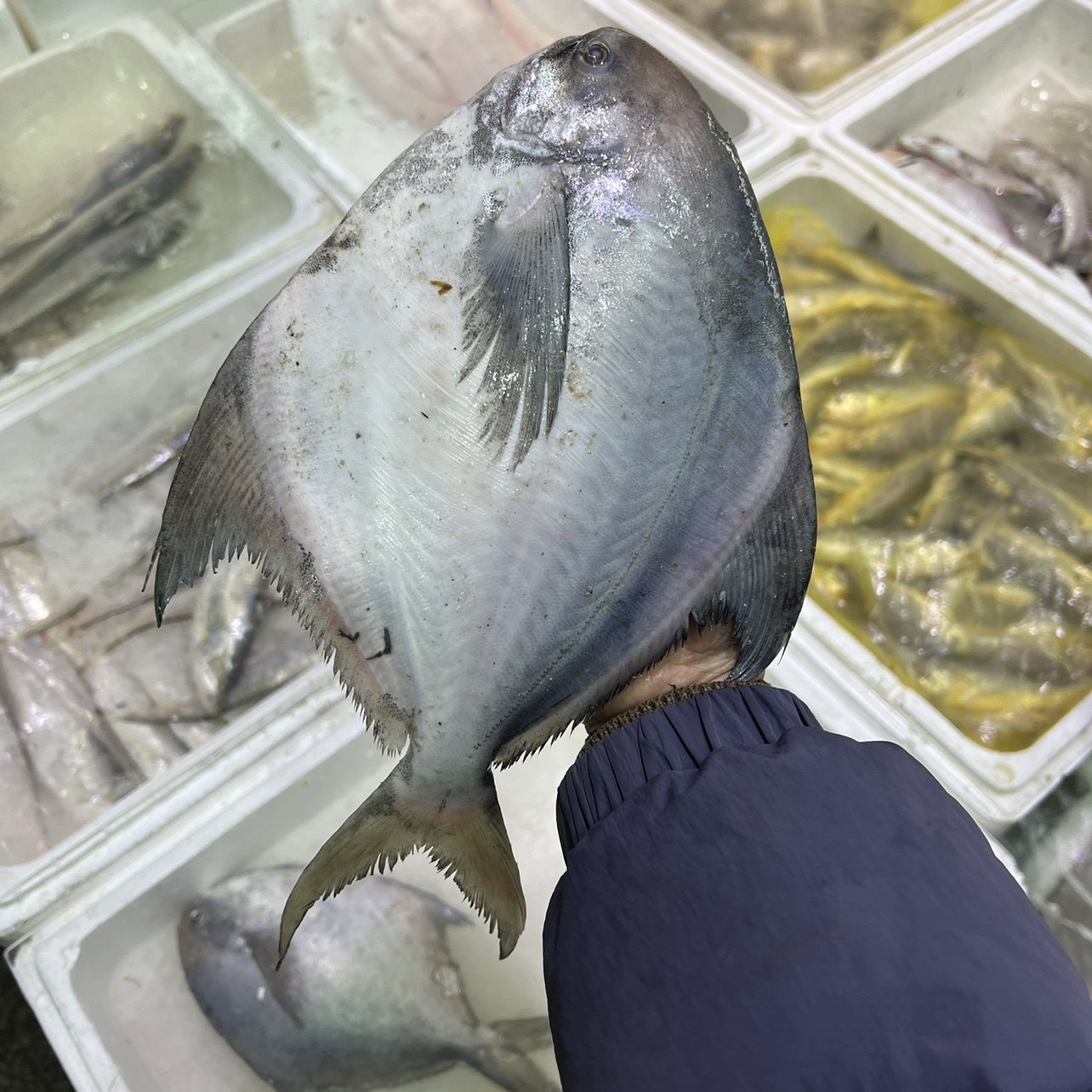 新鲜鲳鱼仓鱼海鲜水产东海大白仓鱼金鲳鱼银鲳鱼野生海鱼8-9两1条