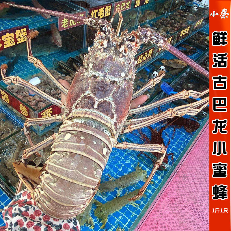 鲜活古巴龙海鲜水产 小蜜蜂 红龙澳洲龙虾超大澳龙青龙波龙1斤1只