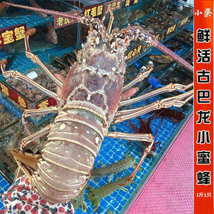 鲜活古巴龙海鲜水产 小蜜蜂 红龙澳洲龙虾超大澳龙青龙波龙1斤1只