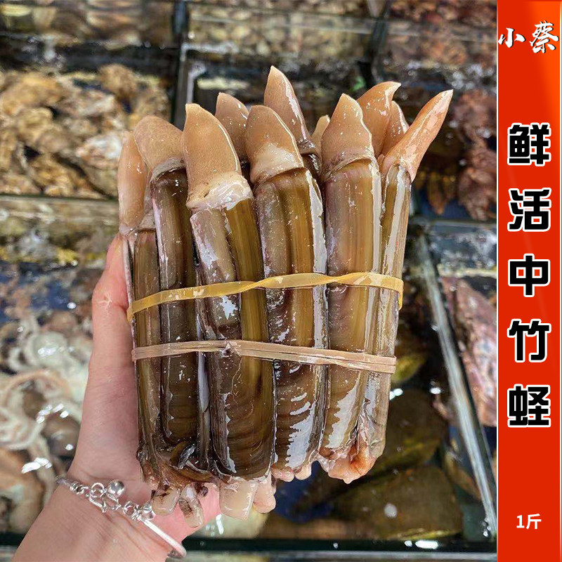 鲜活竹蛏海鲜水产野生大小蛏子 竹蛏王双头蛏 贝类蛏子王1斤