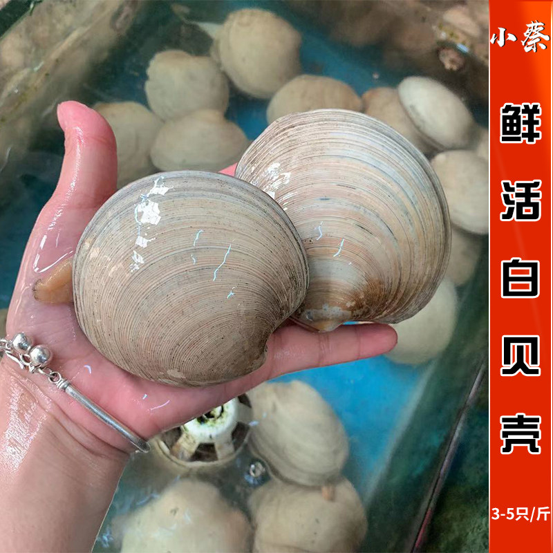 鲜活白贝海鲜水产野生刀贝蚌蝴蝶贝火锅烧汤蒜蓉蒸新鲜花蛤蛤蜊