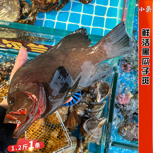 鲜活黑瓜子海鱼1.2斤1条