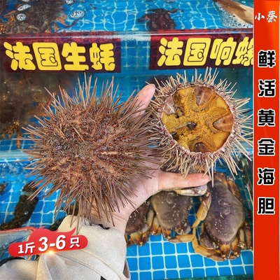 鲜活黄金胆野生海鲜水产即食刺身黄胆马粪胆紫胆海胆肉3-5只1斤