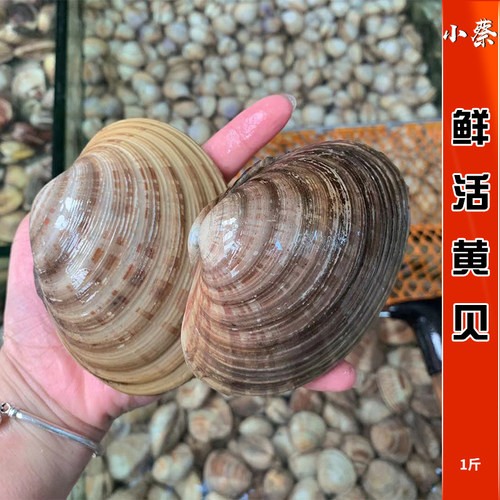 鲜活黄贝野生海鲜水产贝壳类青口贝黄蚬子文蛤蛤蜊花蛤芒果螺1斤