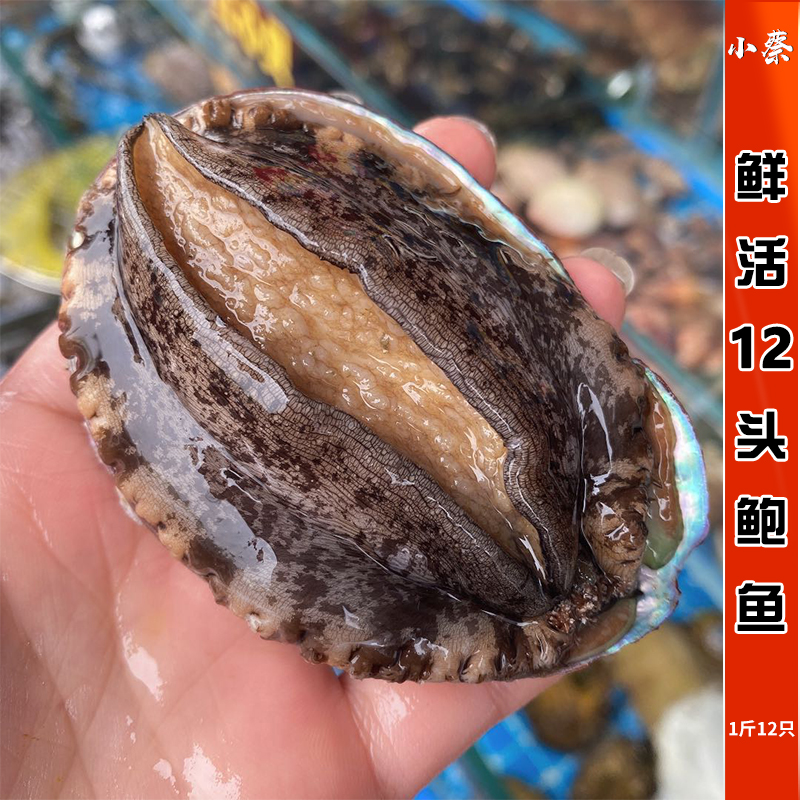 海鲜水产煲汤九孔超大野生鲍鱼