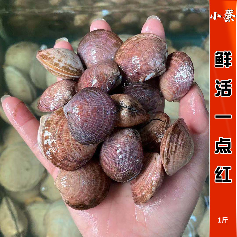 鲜活一点红野生海鲜水产贝壳类黄贝青口贝黄蚬子文蛤蛤蜊花蛤1斤