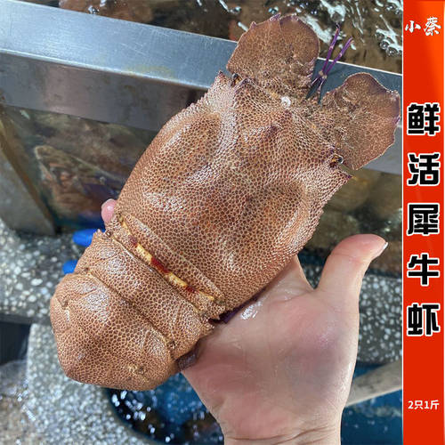 鲜活缅甸犀牛虾 海鲜水产进口琵琶虾九齿扇虾皮皮虾富贵虾1斤2只